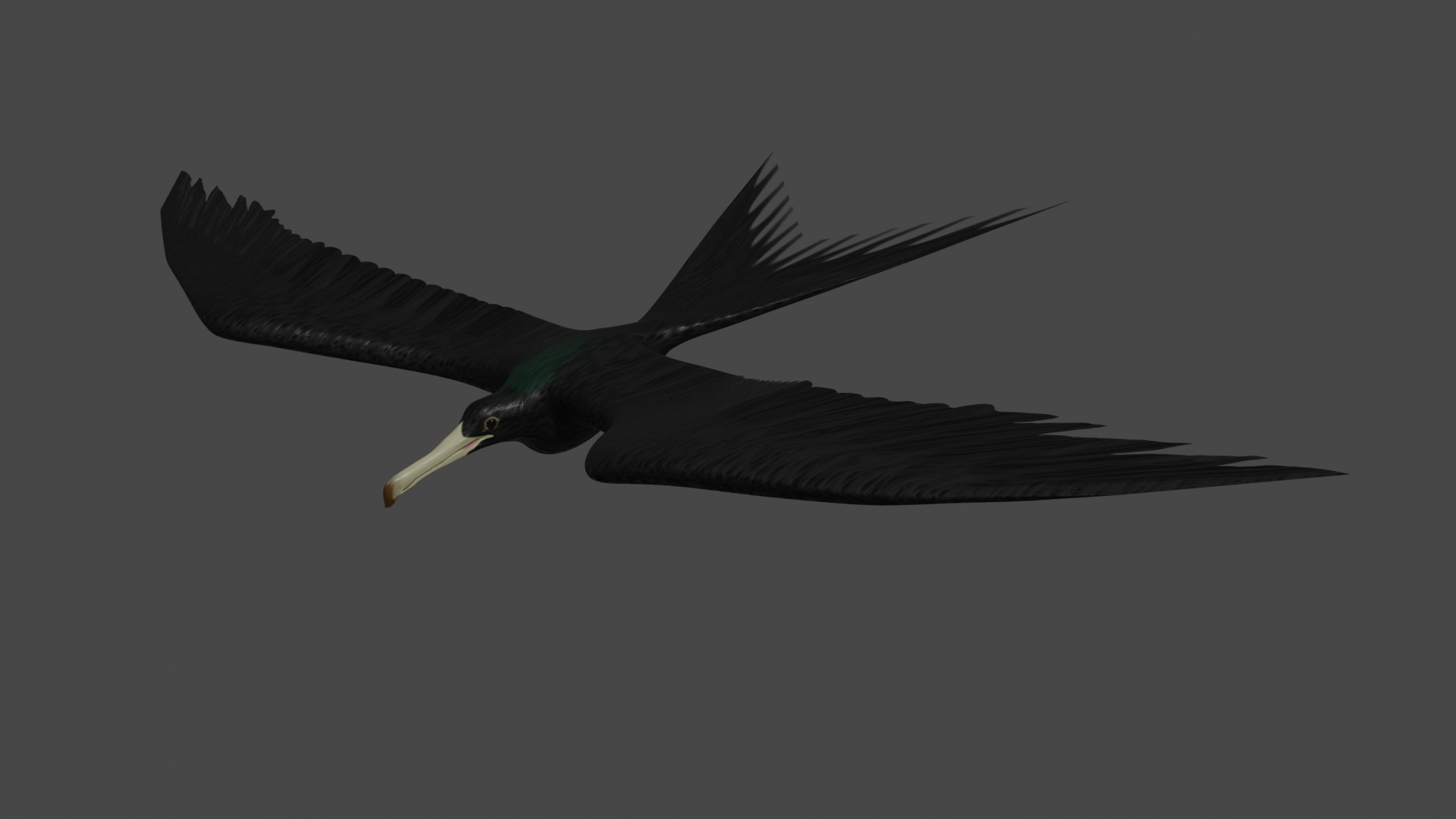 Frigate bird in fight basic Rigged preview image 1